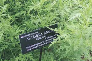 All three Medicine Nobel winners were inspired by natural substances which are either found just lying about or have existed in the traditional pharmacopoeia for millennia All three Medicine Nobel winners were inspired by natural substances which are either found just lying about or have existed in the traditional pharmacopoeia for millennia