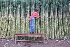 sugarcane