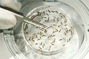 malaria parasite