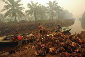 palm oil palm oil