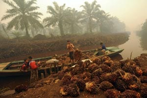 palm oil
