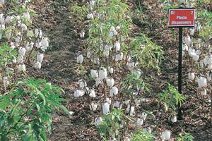 Barwale said FSII now represents 34% of the Indian seed industry. Barwale said FSII now represents 34% of the Indian seed industry.