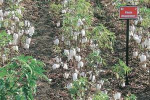  Barwale said FSII now represents 34% of the Indian seed industry. 