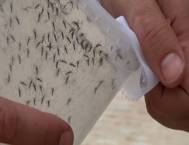 zika virus, zika virus symptoms, zika virus cure, zika virus information, zika virus photos, zika virus brazil, zika virus precaution, zika virus news, zika virus latest news, zika virus information, latest health news