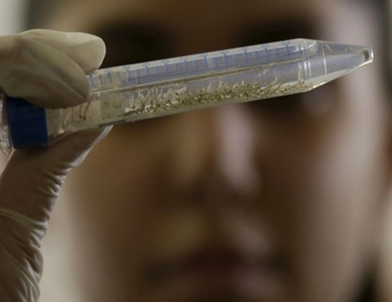 zika virus, zika virus symptoms, zika virus cure, zika virus information, zika virus photos, zika virus brazil, zika virus precaution, zika virus news, zika virus latest news, zika virus information, latest health news
