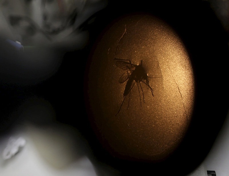 zika virus, zika virus symptoms, zika virus cure, zika virus information, zika virus photos, zika virus brazil, zika virus precaution, zika virus news, zika virus latest news, zika virus information, latest health news