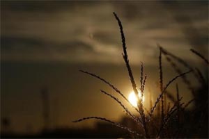 Crop insurance