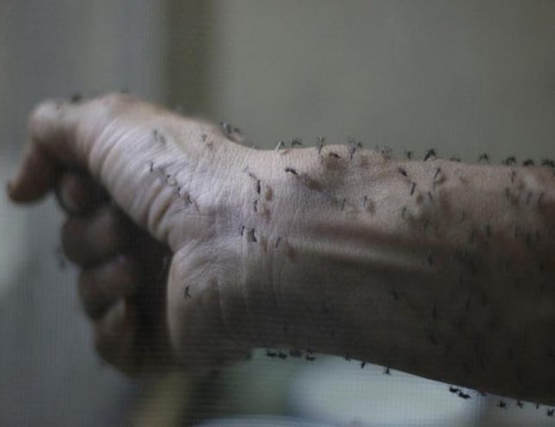 zika virus, zika virus symptoms, zika virus cure, zika virus information, zika virus photos, zika virus brazil, zika virus precaution, zika virus news, zika virus latest news, zika virus information, latest health news