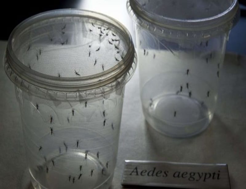 zika virus, zika virus symptoms, zika virus cure, zika virus information, zika virus photos, zika virus brazil, zika virus precaution, zika virus news, zika virus latest news, zika virus information, latest health news