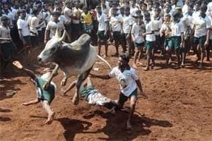 About 1,000 persons, including owners of bulls and bull tamers, held hands to form a chain and staged a demonstration at Alanganallur, near here. They also took out a rally from Iyappan temple to Vadivasal, holding black flags, police said. (Express photo)