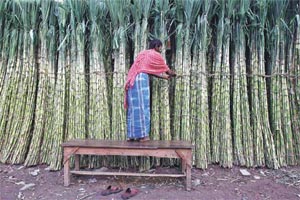 sugarcane farming, sugarcane cultivation in India, sugarcane farmer salary, sugarcane farmer India