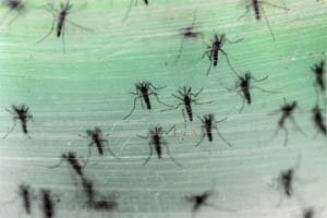If the Zika-specific genetic sequence is in a saliva sample, a dye within the system will turn blue within 40 minutes, the researchers reported in Analytical Chemistry, journal of the American Chemical society. (Reuters)