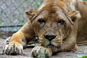 (Express photo (Express photo