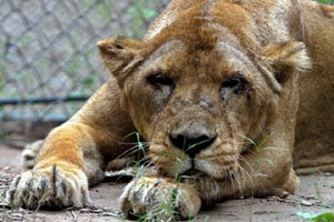 (Express photo (Express photo