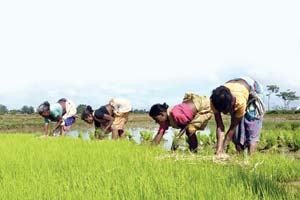 India's real agriculture Gross value added (GVA) growth is projected to rise 1.1 per cent in 2015-16, despite below-normal monsoon last year, says a Nomura report.