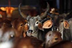 Budget 2016: Agriculture Ministry seeks animal health card scheme