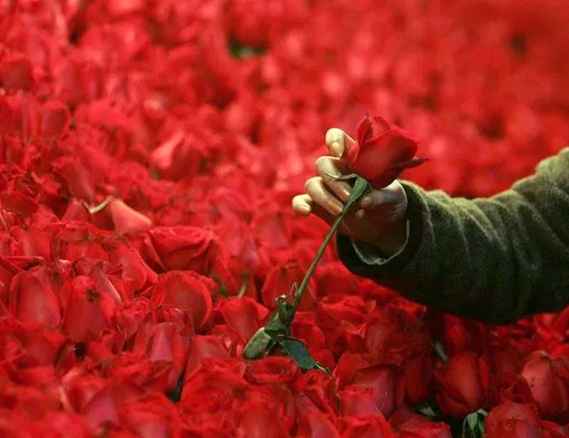 Valentines Day, Valentines Day special, Valentines Day offers, Valentines Day surpises, Valentines Day flower
