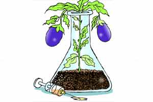 Bt brinjal: Anniversary of the absurd Bt brinjal: Anniversary of the absurd