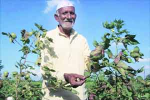 The Genetic Engineering Appraisal Committee (GEAC) has cleared genetically-modified (GM) mustard as safe for human and animal consumption