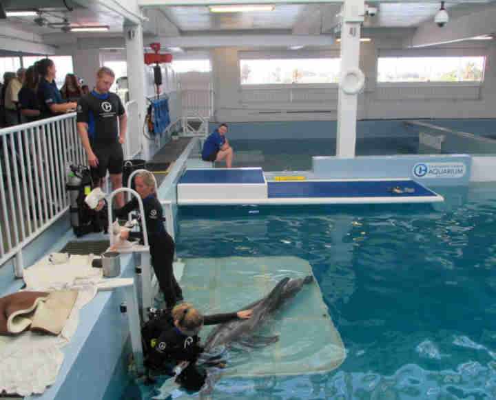 An extraordinary dolphin tale