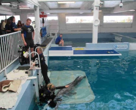 An extraordinary dolphin tale An extraordinary dolphin tale