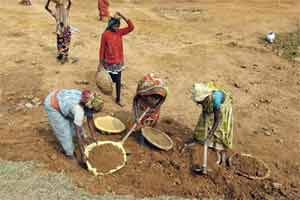 Given India’s 25 crore households, 70% of which are in rural areas, this means around a third of the households have worked on MGNREGA projects.(Source: PTI)