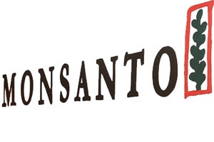 MMBL has sub-licensed Bt cotton seed technology since 2002 to various domestic seed companies. (Reuters)