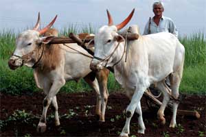 budget 2016, arun jaitley, agriculture in india, budget 2016 highlights, farmers in india, indian economy, arun jaitley budget, arun jaitley on farmers
