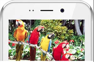 freedom 251, freedom mobile, freedom 251 scam, freedom 251 buy, freedom 251 online booking, freedom 251 review, freedom 251 phone booking