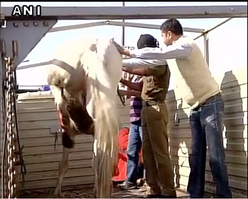 bjp mla horse, bharatiya janata party, bjp mla, bjp mla beats horse, narendra modi, harish rawat, police horse, shaktimaan horse, horse thrashing