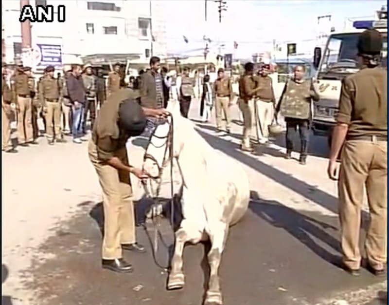 bjp mla horse, bharatiya janata party, bjp mla, bjp mla beats horse, narendra modi, harish rawat, police horse, shaktimaan horse, horse thrashing