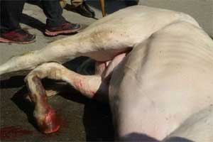 A BJP worker was arrested today in connection with the attack on police horse Shaktiman during a protest by the party here even as army doctors decided to amputate the hind leg of the equine, which was still in pain and cannot stand, to save its life.