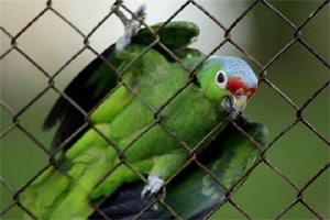 This brain structure does not exist in birds; instead, complex mental tasks are managed by the so-called pallium. Moreover, birds have much smaller brains than apes. (Reuters)