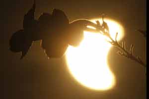 solar eclipse, solar eclipse today, solar eclipse in india 2016 timings, solar eclipse today, solar eclipse in india, solar eclipse 2016, partial eclipse, partial eclipse in india, science india