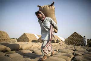 Sources told FE that of the total taxes imposed by key grain-procuring states, the share of Punjab and Haryana is more than 55%. (Reuters)