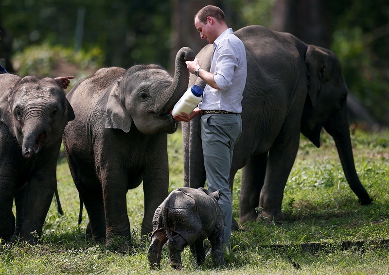 kate middleton, price william, prince william and kate, prince william in india, kate middleton in india, kaziranga national park, royal couple in india