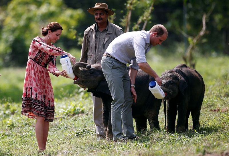 kate middleton, price william, prince william and kate, prince william in india, kate middleton in india, kaziranga national park, royal couple in india