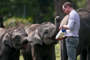 kate middleton, price william, prince william and kate, prince william in india, kate middleton in india, kaziranga national park, royal couple in india