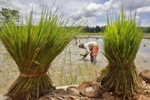 Narendra Modi’s big National Agricultural Market initiative: How to make it work Narendra Modi’s big National Agricultural Market initiative: How to make it work