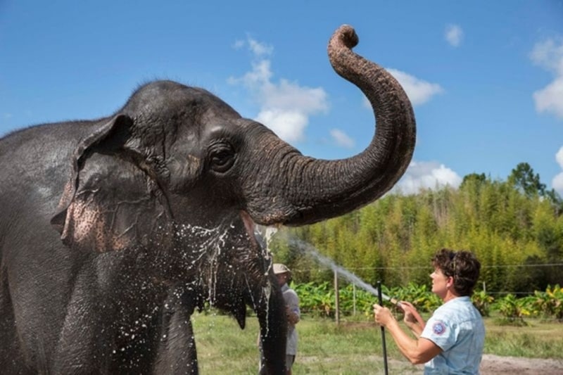 Red panda, asian elephant, endangered animals, endangered animals today, Great indian bustard, Mountain gorilla, black Rhino, dugong, pangolin, snow leopard