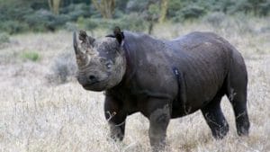 Red panda, asian elephant, endangered animals, endangered animals today, Great indian bustard, Mountain gorilla, black Rhino, dugong, pangolin, snow leopard
