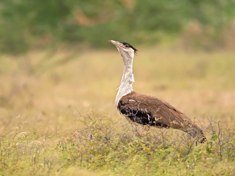 Red panda, asian elephant, endangered animals, endangered animals today, Great indian bustard, Mountain gorilla, black Rhino, dugong, pangolin, snow leopard