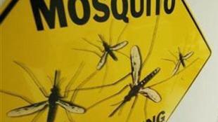 Mosquito