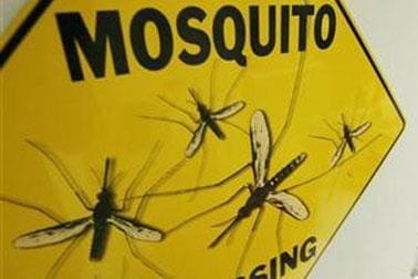 Mosquito Mosquito