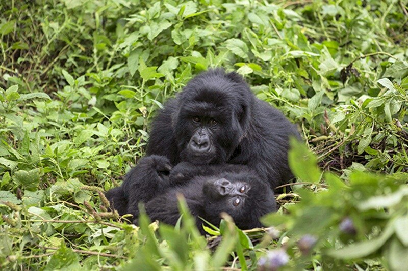 Red panda, asian elephant, endangered animals, endangered animals today, Great indian bustard, Mountain gorilla, black Rhino, dugong, pangolin, snow leopard