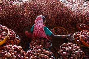 Onion prices have crashed to Rs 4.25 per kg at Lasalgaon — the biggest wholesale market for the commodity in the country — leading to furore among farmers who took to the streets. (Reuters) Onion prices have crashed to Rs 4.25 per kg at Lasalgaon — the biggest wholesale market for the commodity in the country — leading to furore among farmers who took to the streets. (Reuters)