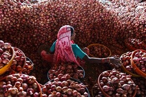 Onion prices have crashed to Rs 4.25 per kg at Lasalgaon — the biggest wholesale market for the commodity in the country — leading to furore among farmers who took to the streets. (Reuters)