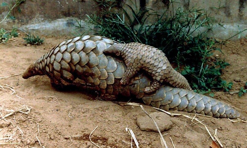Red panda, asian elephant, endangered animals, endangered animals today, Great indian bustard, Mountain gorilla, black Rhino, dugong, pangolin, snow leopard