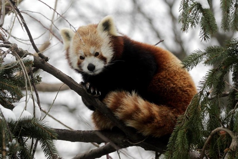Red panda, asian elephant, endangered animals, endangered animals today, Great indian bustard, Mountain gorilla, black Rhino, dugong, pangolin, snow leopard