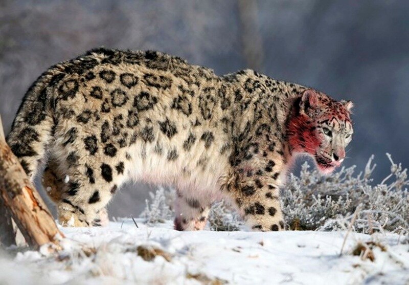 Red panda, asian elephant, endangered animals, endangered animals today, Great indian bustard, Mountain gorilla, black Rhino, dugong, pangolin, snow leopard